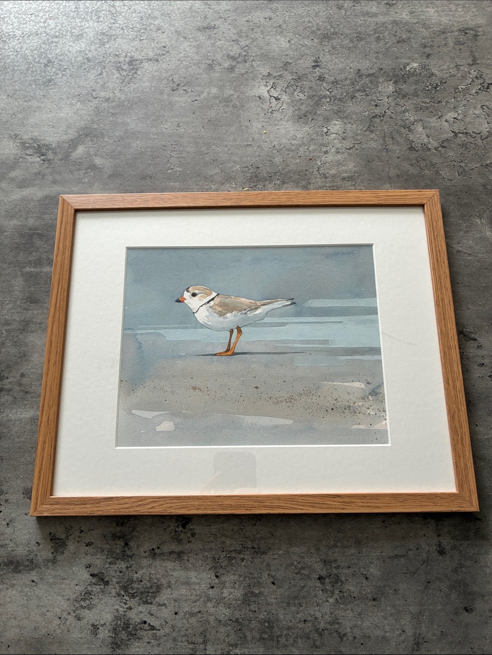 Framed Watercolor Piping Plover Print